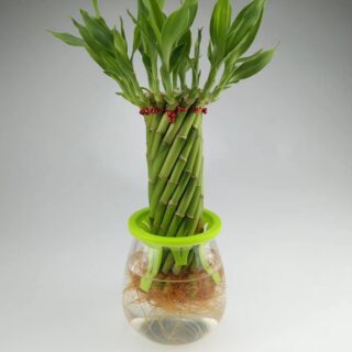 lucky-bamboo-spiral-s-dubai-uae-indoor-plants-treelove.ae
