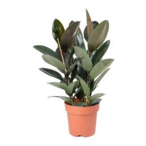 Ficus elastica Abidjan – Rubber Plant-Multi Stem