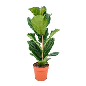 Treelove | Indoor Plants, Outdoor Plants, Hanging, Flowering, Fruit Plants, Ceramic and Glass Pots and Vases. 30 Ficus Lyrata-small single Stem