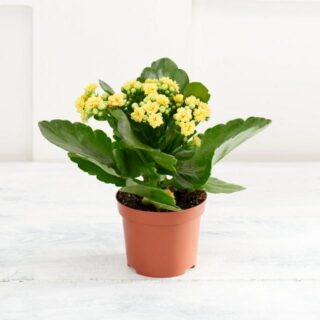 kalanchoe-blossfeldiana-indoor-plants-dubai-uae