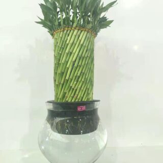 lucky-bamboo-spiral-L-glass-pot-dubai-uae-treelove.ae