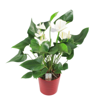 anthurium-white-dubai-uae-indoor-plants