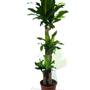 Treelove | Indoor Plants, Outdoor Plants, Hanging, Flowering, Fruit Plants, Ceramic and Glass Pots and Vases. 5 Dracaena fragrans deremensis “Warneckei’‘ Hollander