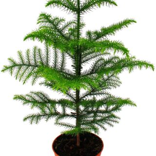 araucaria-heterophylla-norfolk-island-pine
