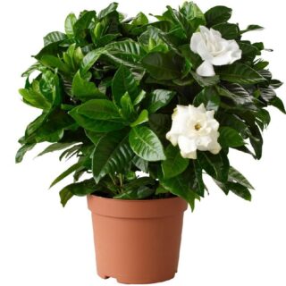 gardenia-cape-jasmine-dubai-uae