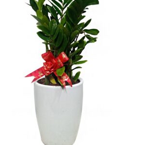 Zamioculcas Zamiifolia – ZZ Plant | Medium Size | Special Ceramic Pot