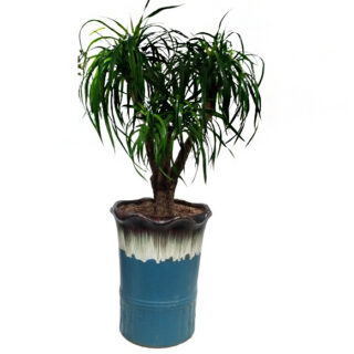 dracaena-plant-draco-multihead-ceramic-pot