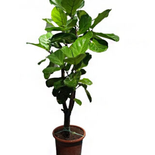 ficus-lyrata-fiddle-leaf-fig-indoor-large-plants