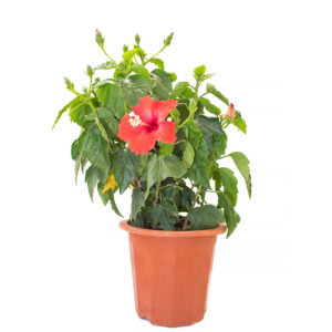 Hibiscus (Small) – Outdoor Plant