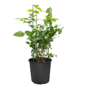 Treelove | Indoor Plants, Outdoor Plants, Hanging, Flowering, Fruit Plants, Ceramic and Glass Pots and Vases. 17 Jasmine Sambac-04 Stick – Arabian Jasmine | Outdoor Plant