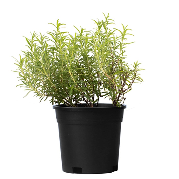Rosemary Rosemarinus Outdoor Plant Treelove
