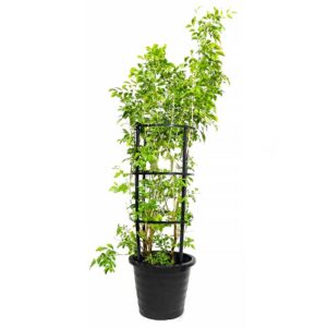 Jasmine Murraya – Outdoor Plant