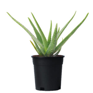 Aloe Vera – Aloe Barbadensis | Outdoor Plant