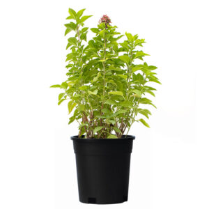 Treelove | Indoor Plants, Outdoor Plants, Hanging, Flowering, Fruit Plants, Ceramic and Glass Pots and Vases. 18 Basil Persian – Rayhan – Sweet Basil | Outdoor Plant
