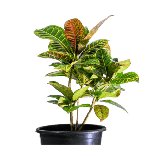 croton-petra-outdoor-plant