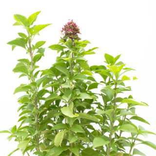 basil-persian-rayhan-sweet-basil-outdoor-plant