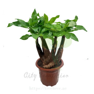 pachira-multi-stem-plant-indoor-plant-dubai-uae