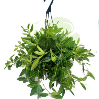 hanging-green-leaf-peperomia-air-purifying-indoor-plant-dubai-uae