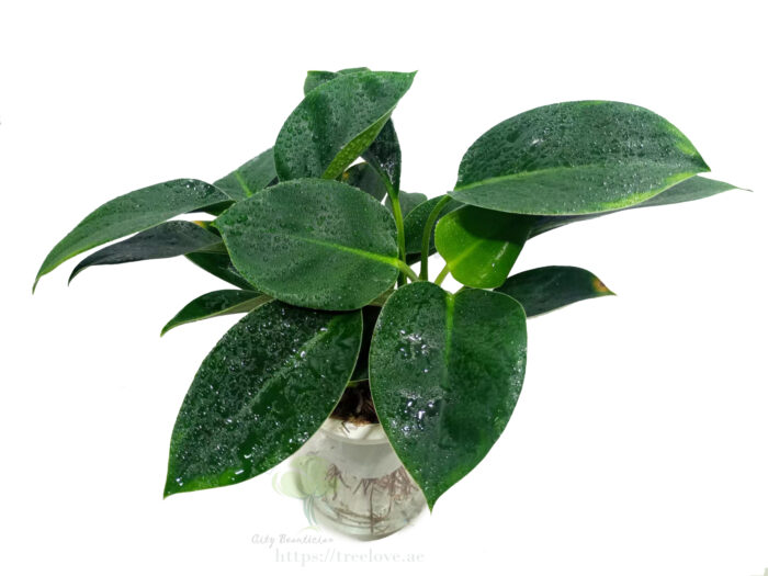 Philodendron Indoor Plant