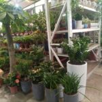 plants-online-dubai
