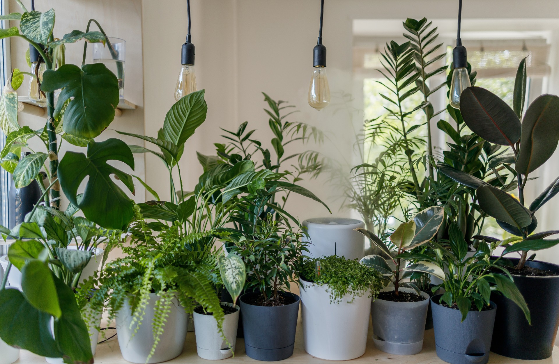 CREATE A PLANT LOVING HOME Treelove