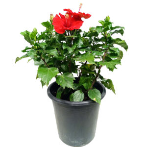 Hibiscus