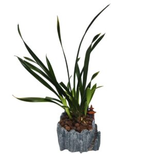 Treelove | Indoor Plants, Outdoor Plants, Hanging, Flowering, Fruit Plants, Ceramic and Glass Pots and Vases. 28 Cymbidium goeringii | Noble Orchid – TLFP – 01