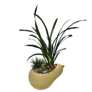Treelove | Indoor Plants, Outdoor Plants, Hanging, Flowering, Fruit Plants, Ceramic and Glass Pots and Vases. 26 Cymbidium goeringii | Noble Orchid – TLFP – 02