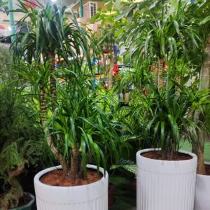 Treelove | Indoor Plants, Outdoor Plants, Hanging, Flowering, Fruit Plants, Ceramic and Glass Pots and Vases. 13 Dracaena Anita Variegata | TLSP – 61