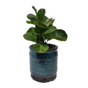 Treelove | Indoor Plants, Outdoor Plants, Hanging, Flowering, Fruit Plants, Ceramic and Glass Pots and Vases. 7 Peperomia Obtusifolia | Baby Rubber Plant | TLSP – 116