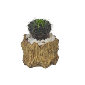 Treelove | Indoor Plants, Outdoor Plants, Hanging, Flowering, Fruit Plants, Ceramic and Glass Pots and Vases. 6 Echinopsis oxygona | TLSP – 72