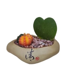 Treelove | Indoor Plants, Outdoor Plants, Hanging, Flowering, Fruit Plants, Ceramic and Glass Pots and Vases. 8 Cactus Mix | TLSP – 81