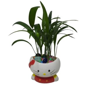 Treelove | Indoor Plants, Outdoor Plants, Hanging, Flowering, Fruit Plants, Ceramic and Glass Pots and Vases. 11 Rhapis excelsa | lady palm | TLSP – 101