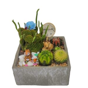 Treelove | Indoor Plants, Outdoor Plants, Hanging, Flowering, Fruit Plants, Ceramic and Glass Pots and Vases. 12 Cactus Mix | TLSP – 99