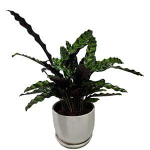 Treelove | Indoor Plants, Outdoor Plants, Hanging, Flowering, Fruit Plants, Ceramic and Glass Pots and Vases. 10 Calathea Lancifolia | TLSP – 155