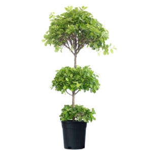 Treelove | Indoor Plants, Outdoor Plants, Hanging, Flowering, Fruit Plants, Ceramic and Glass Pots and Vases. 23 Ficus Three steps Cone Plant