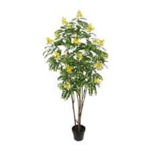 Treelove | Indoor Plants, Outdoor Plants, Hanging, Flowering, Fruit Plants, Ceramic and Glass Pots and Vases. 21 Sunshine Tree | Outdoor Plant