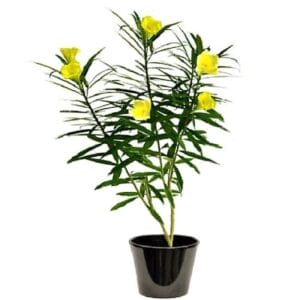 Treelove | Indoor Plants, Outdoor Plants, Hanging, Flowering, Fruit Plants, Ceramic and Glass Pots and Vases. 17 Cascabela Thevetia | Outdoor Plant